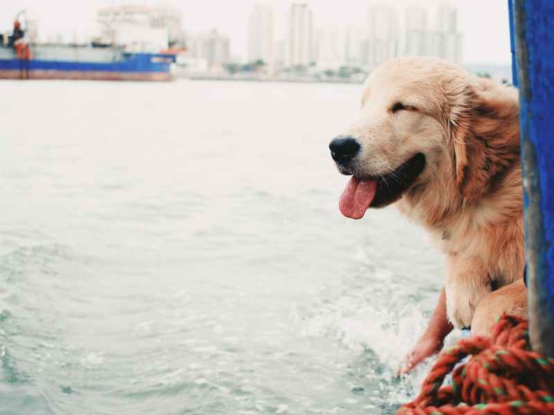 The Best and Funniest Boat Dog (and Dog Boat) Names (That We Could Think&nbsp;Of)